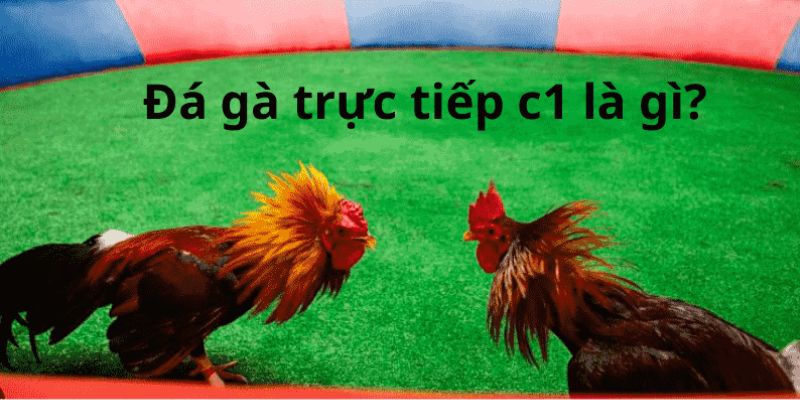 Đá Gà Trực Tiếp C1 - Chinh Phục Sảnh Cá Cược Nhận Thưởng Lớn