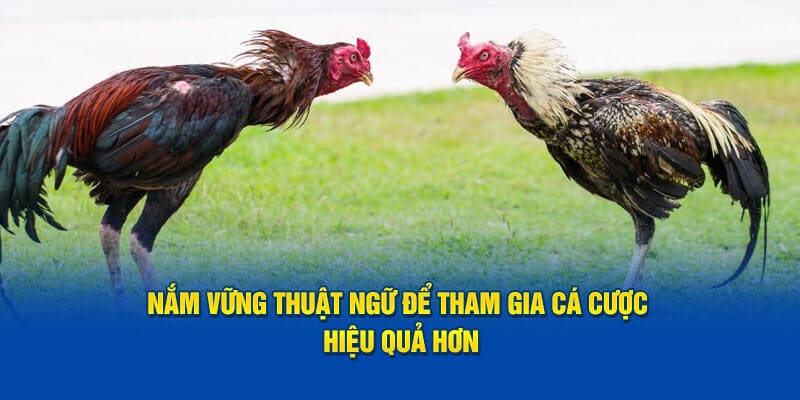 Lợi ích khi tìm hiểu về các thuật ngữ trong đá gà SV388