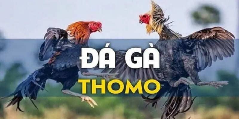 Đá Gà Thomo - Trải Nghiệm Hấp Dẫn Hàng Đầu Tại SV388