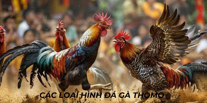 Tổng hợp các loại hình đá gà thomo đẳng cấp nhất tại SV388