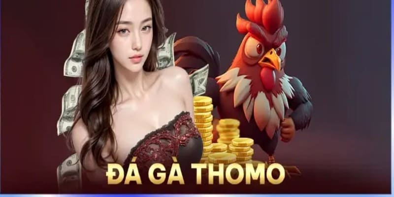 Một vài nét căn bản nhất về bộ môn đá gà thomo