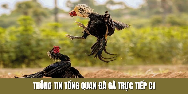 Thông tin tổng quan đá gà trực tiếp C1